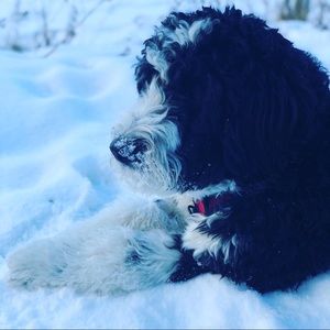 Meet your Posher, Bal